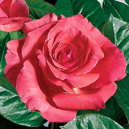 America Climbing Rose Image