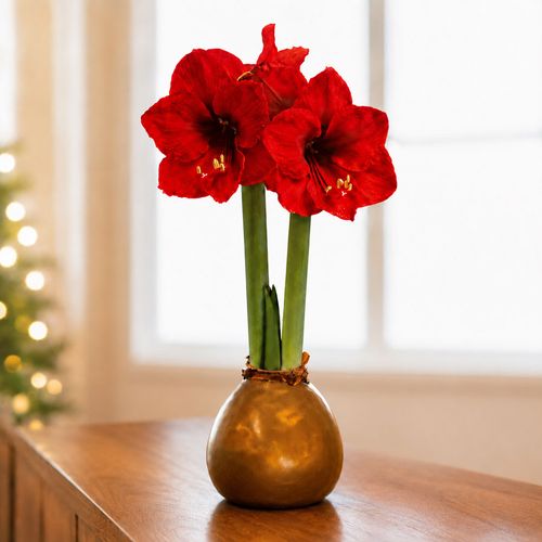 Gold Waxed Red Lion Amaryllis Gift Image