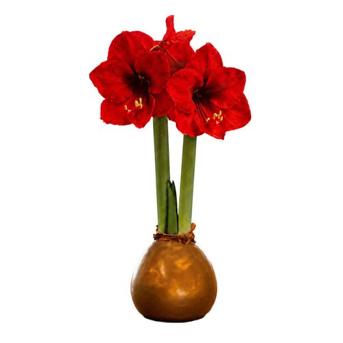 Gold Waxed Red Lion Amaryllis Gift Image