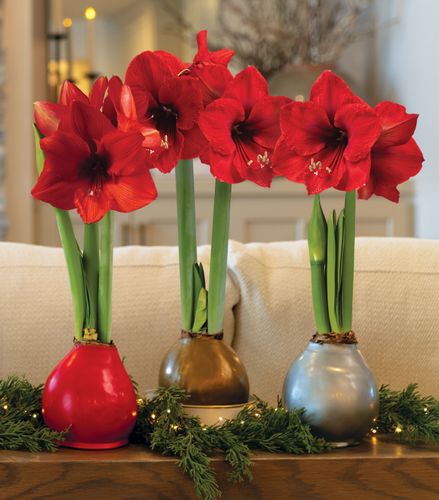 Waxed Amaryllis Plant Care Tips