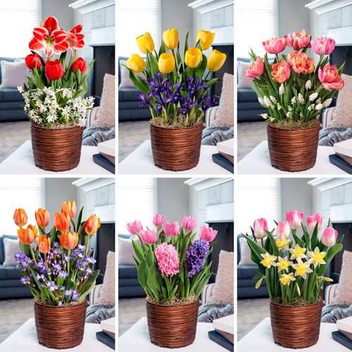 6 Month Bulb Club Image