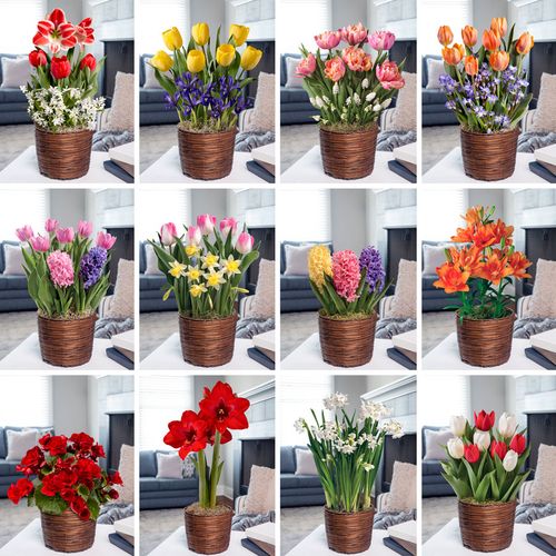 12 Month Bulb Club Image