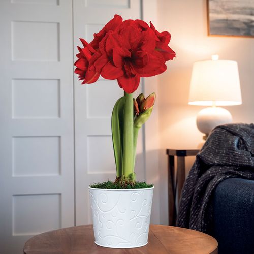 Ragtime Amaryllis Flower Image