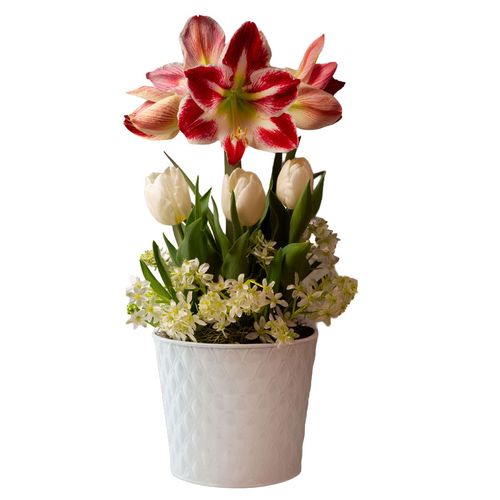 Holiday Splendor Bulb Garden Gift Image