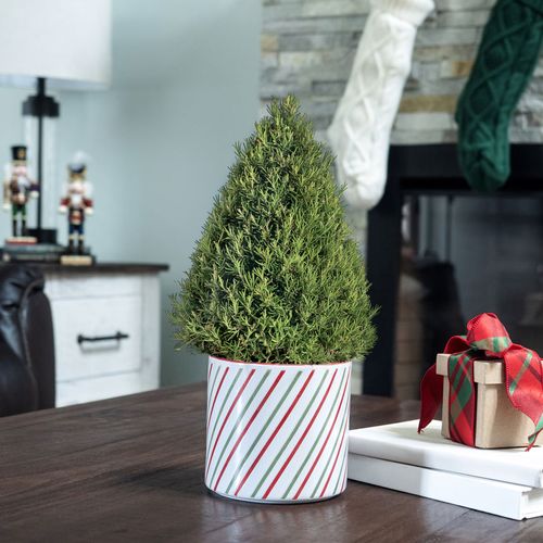 Merry Mini Rosemary Tree Image