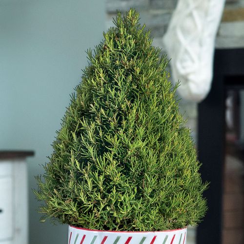 Merry Mini Rosemary Tree Image