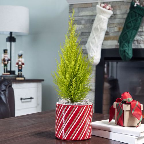 Merry Mini Cypress Tree Image