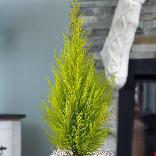 Merry Mini Cypress Tree Image