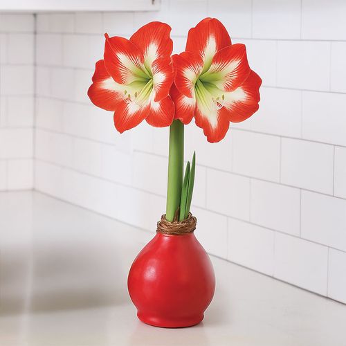 Red Waxed Amaryllis Bulb Minerva Flower Image