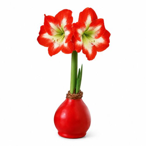 Red Waxed Minerva Amaryllis Gift Image