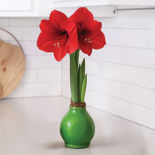 Green Waxed Amaryllis Bulb Red Lion Flower Image