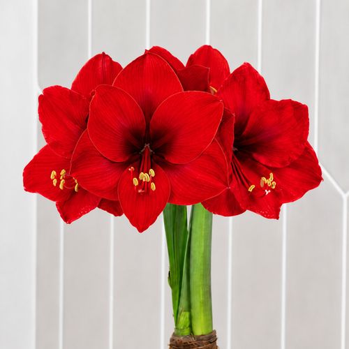 Green Waxed Red Lion Amaryllis Gift Image