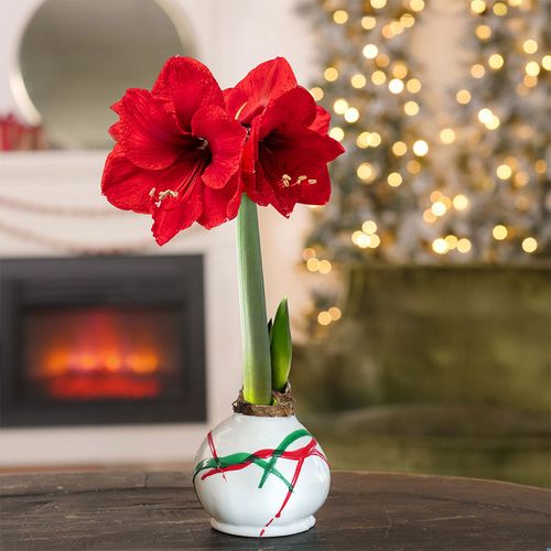 Peppermint Twist Waxed Amaryllis Bulb Red Lion Flower Image