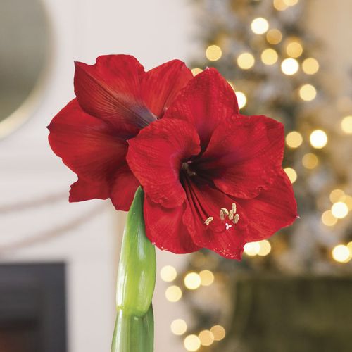 Winter Royalty Red Lion Waxed Amaryllis Bulb Image