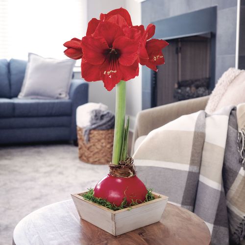 Simple Pleasures Red Lion Waxed Amaryllis Bulb Gift Set Image