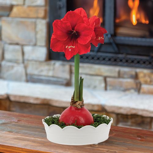 Sweet Scallops Red Lion Waxed Amaryllis Bulb Gift Set Image