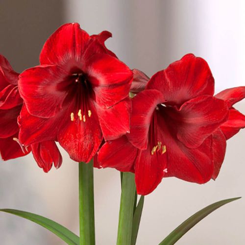 Season's Greetings Single Miracle Potted Amaryllis Bulb Gift Image