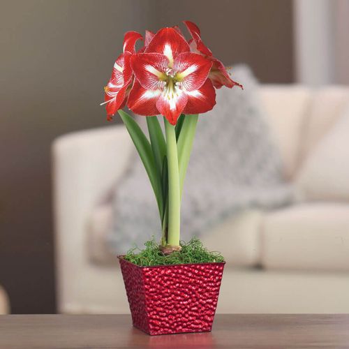 Holiday Cheer Single Minerva Potted Amaryllis Bulb Gift Image