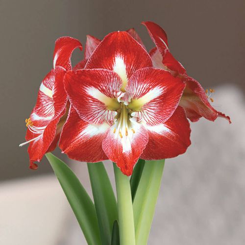 Holiday Cheer Single Minerva Potted Amaryllis Bulb Gift Image