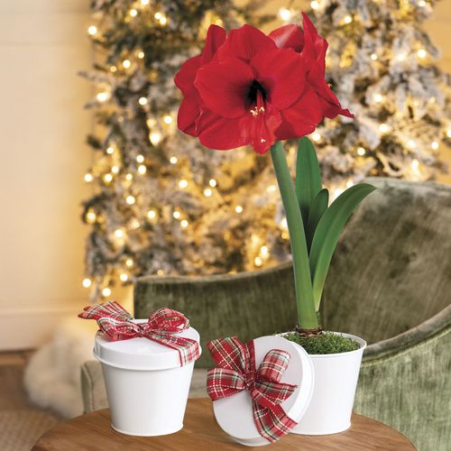 Amaryllis Gift Set Red Lion Flower Bulb Image