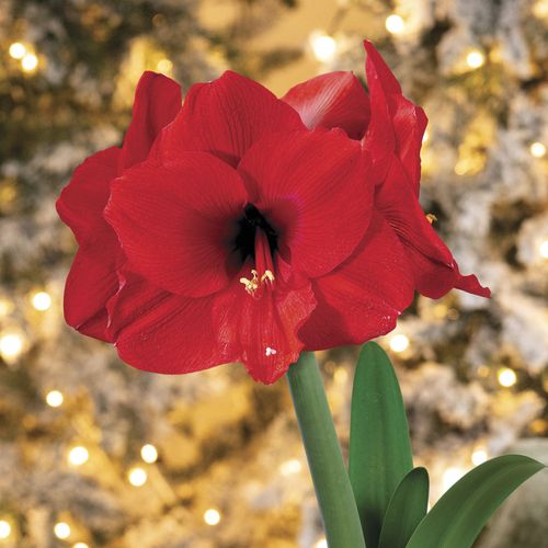 Amaryllis Gift Set Red Lion Flower Bulb Image