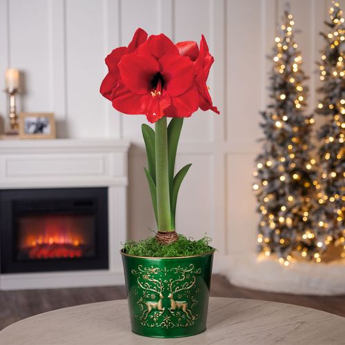 Winter Delight Single Red Lion Potted Amaryllis Bulb Gift Image