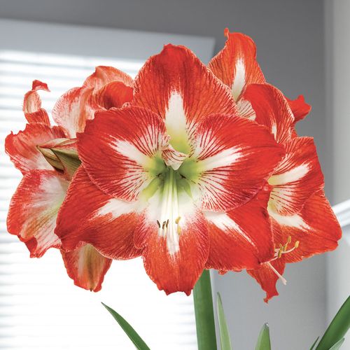 Holiday Charm Single Minerva Amaryllis Flower Image