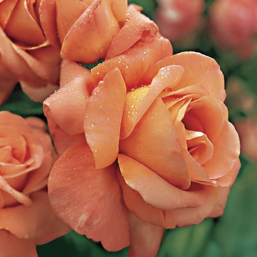 Outrageous Floribunda Rose Image