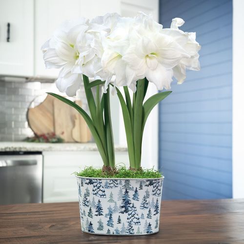 Winter Watch Double Alfresco Amaryllis Flower Image