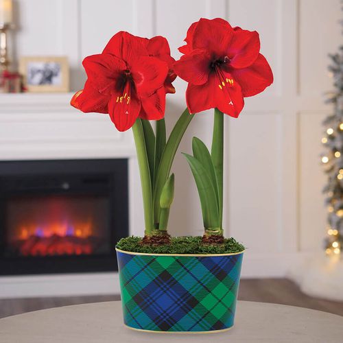 Fresh Plaid Double Red Lion Potted Amaryllis Bulb Gift Image