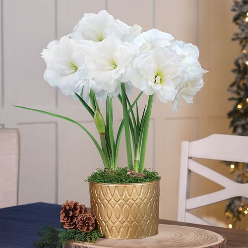 Holiday Shimmer Double Alfresco Potted Amaryllis Bulb Gift Image