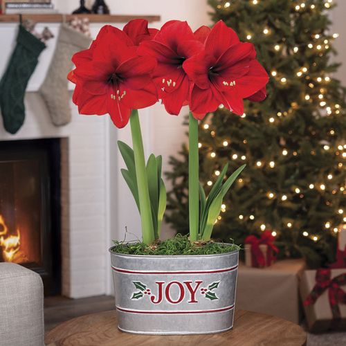 Joyful Winter Double Red Lion Amaryllis Flower Image