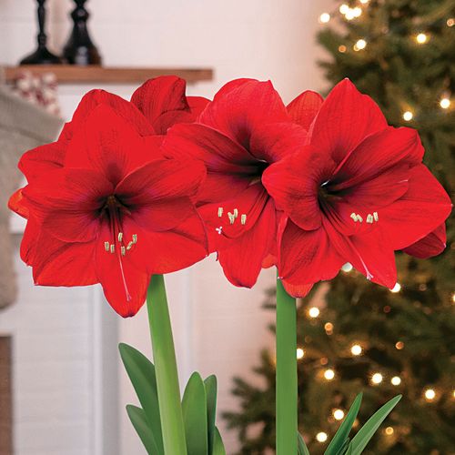 Joyful Winter Double Red Lion Amaryllis Flower Image