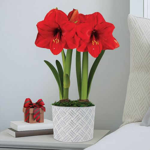 Comfort and Joy Double Red Lion Potted Amaryllis Bulb Gift Image