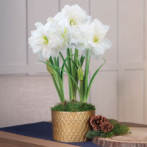 Holiday Shimmer Triple Alfresco Potted Amaryllis Bulb Gift Image