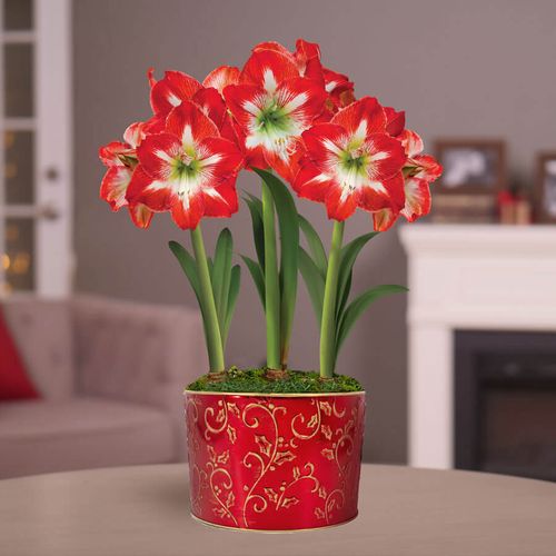 Winter Radiance Triple Minerva Potted Amaryllis Bulb Gift Image