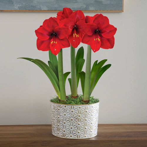 Star Bright Triple Red Lion Potted Amaryllis Bulb Gift Image