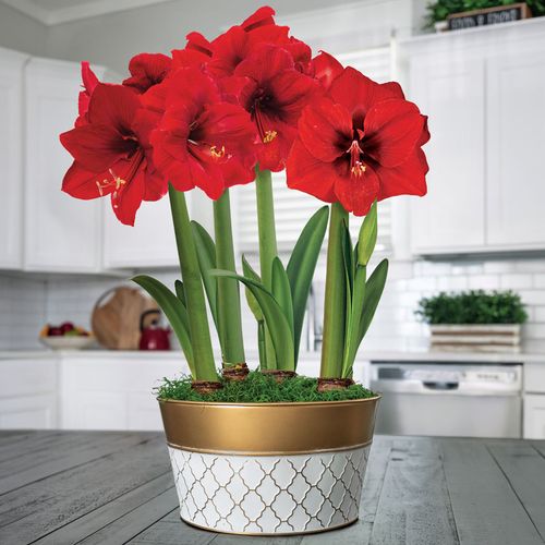 Holiday Ball Ultimate Ferrari  Amaryllis Flowerimage