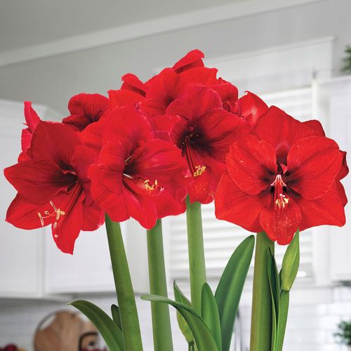 Holiday Ball Ultimate Ferrari  Amaryllis Flower Image