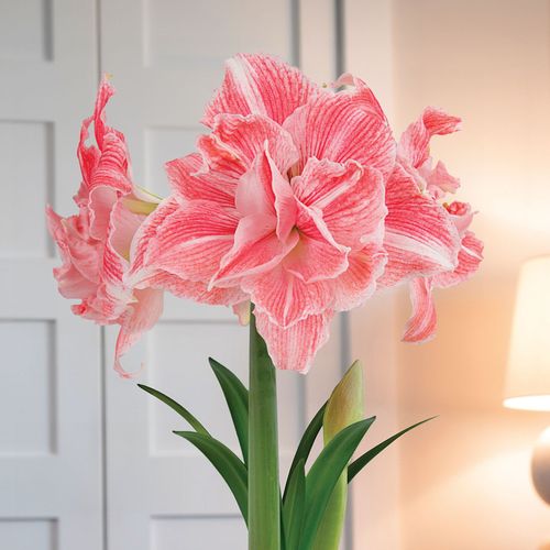 First Love Amaryllis Flower Image