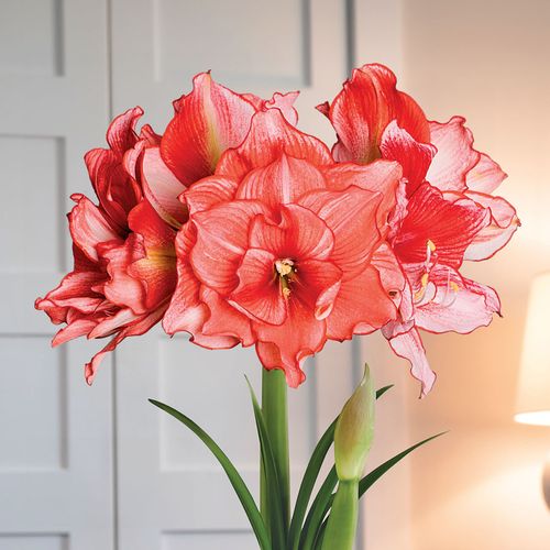 Joker Amaryllis Flower Image