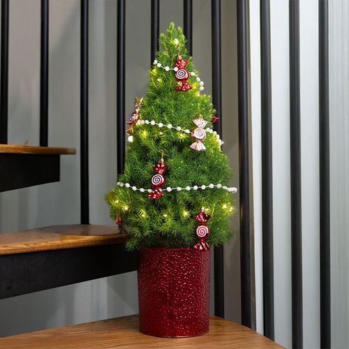 Peppermint Twist Potted Christmas Tree Image
