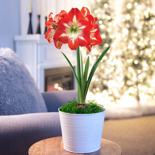 Snow Drift Single Minerva Potted Amaryllis Bulb Gift Image