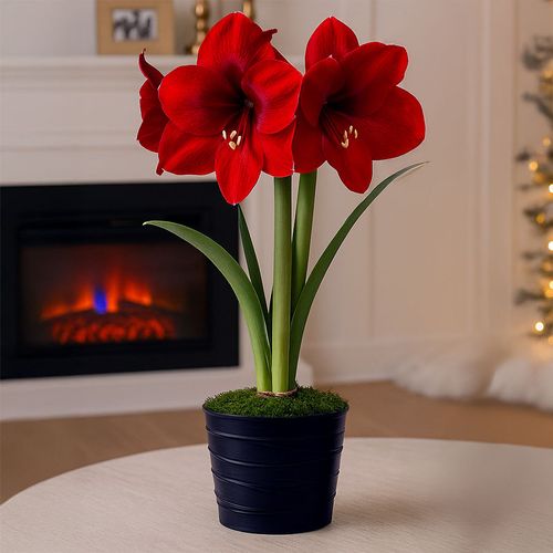 Silent Night Single Miracle Potted Amaryllis Bulb Gift Image