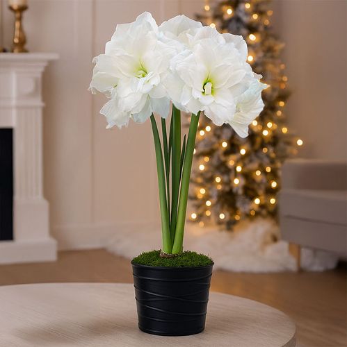 Silent Night Single Alfresco Potted Amaryllis Bulb Gift Image