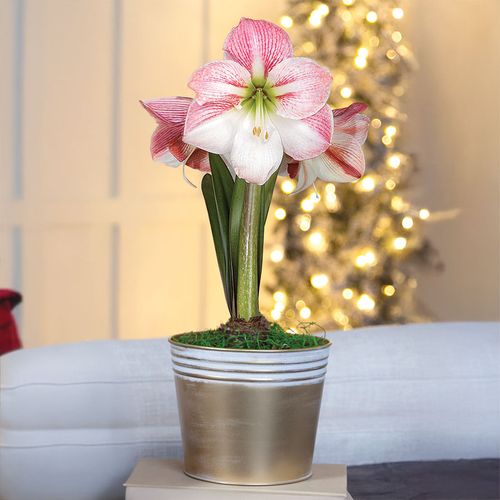 Winter Frost Single Apple Blossom Potted Amaryllis Bulb Gift Image