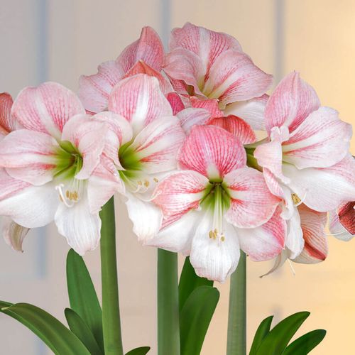 Winter Frost Triple Apple Blossom Potted Amaryllis Bulb Gift Image