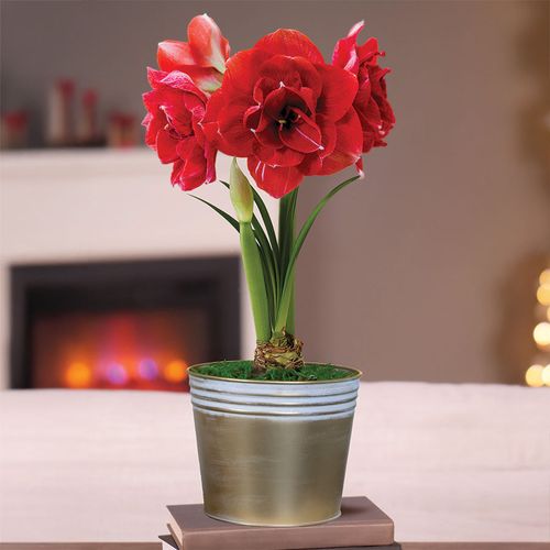 Winter Frost Single Cherry Nymph Potted Amaryllis Bulb Gift Image