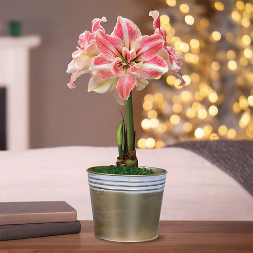 Winter Frost Single First Love Potted Amaryllis Bulb Gift Image