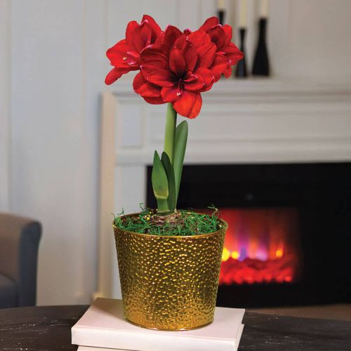 Holiday Glow Single Ragtime Potted Amaryllis Bulb Gift Image